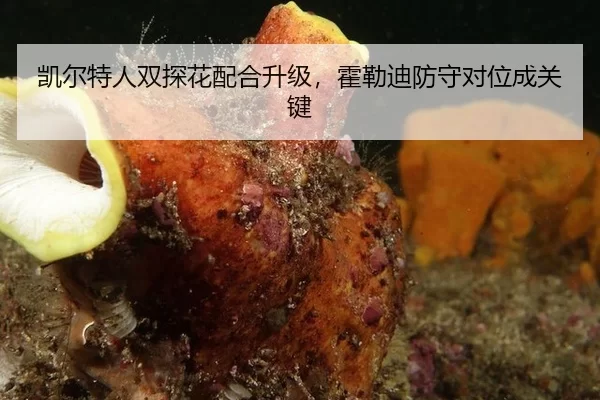 凯尔特人双探花配合升级，霍勒迪防守对位成关键